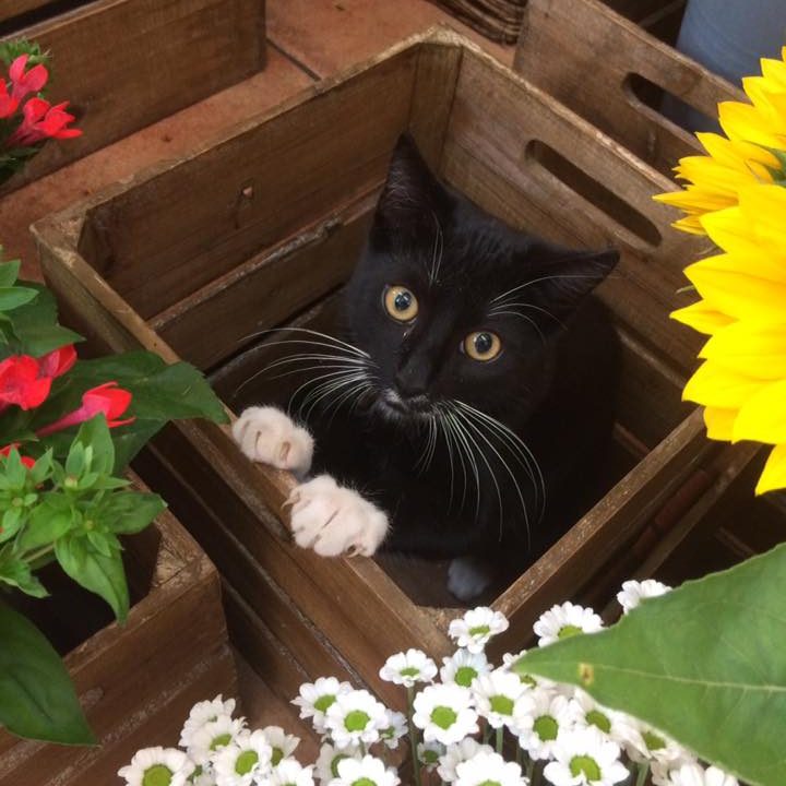 Schwarze Katze mit weißen Pfoten, sitzt in einer Holzkiste, umgeben von Blumen.